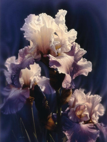 Purple Iris White Modern Wood Framed Art Print with Double Matting by Bogle, Collin