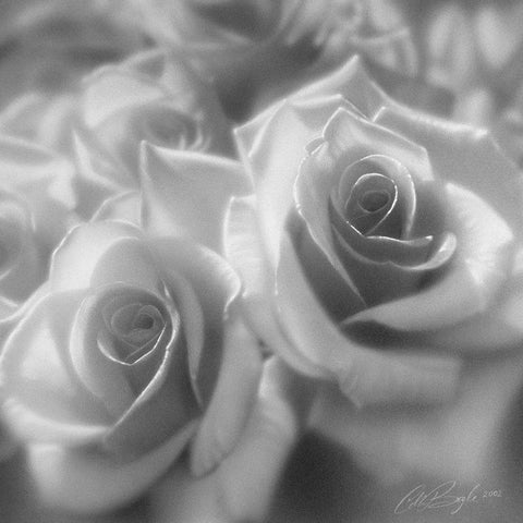 Rose Pair BandW Black Modern Wood Framed Art Print with Double Matting by Bogle, Collin