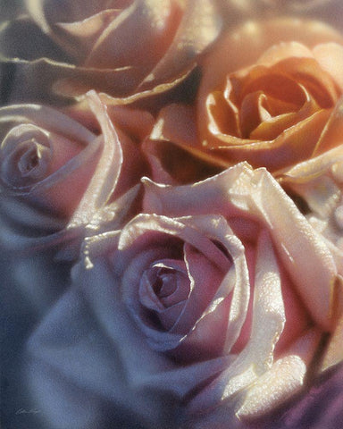 Rose Pedals White Modern Wood Framed Art Print with Double Matting by Bogle, Collin