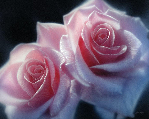 Roses - Pink Pair White Modern Wood Framed Art Print with Double Matting by Bogle, Collin