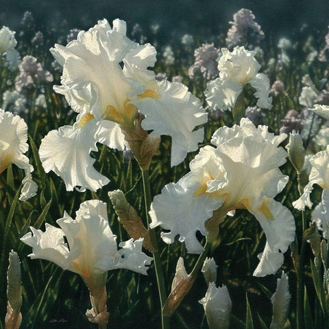White Iris Garden - Square Gold Ornate Wood Framed Art Print with Double Matting by Bogle, Collin