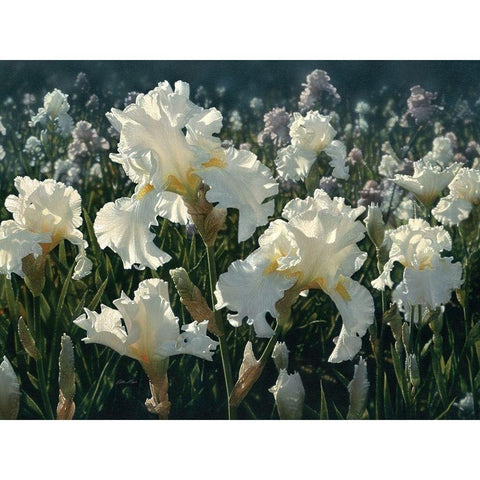 White Rose Garden Gold Ornate Wood Framed Art Print with Double Matting by Bogle, Collin