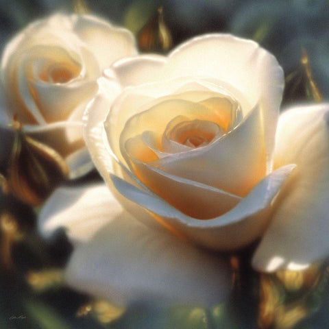 White Rose - Colors of White - Square Gold Ornate Wood Framed Art Print with Double Matting by Bogle, Collin