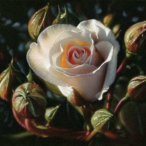 White Rose - First Born Black Ornate Wood Framed Art Print with Double Matting by Bogle, Collin