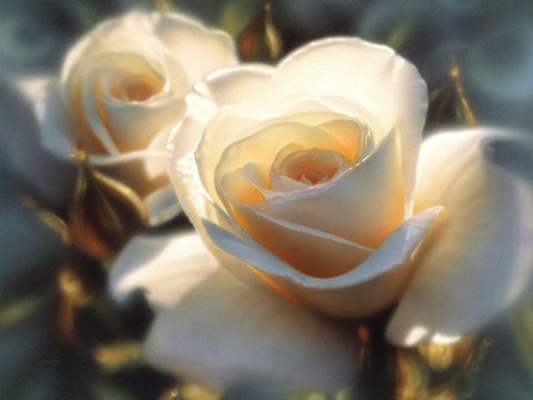 White Roses - Colors of White White Modern Wood Framed Art Print with Double Matting by Bogle, Collin