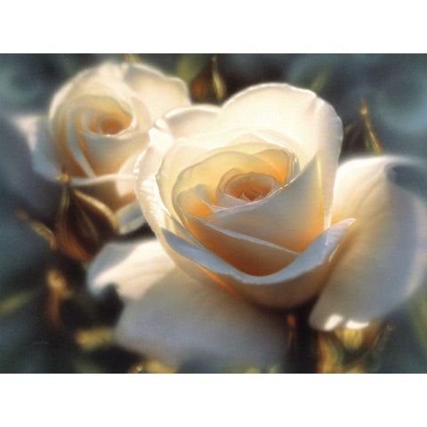 White Roses - Colors of White Gold Ornate Wood Framed Art Print with Double Matting by Bogle, Collin