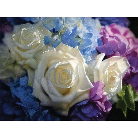 White Roses - Dancing Light Gold Ornate Wood Framed Art Print with Double Matting by Bogle, Collin
