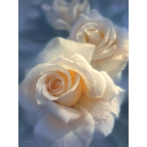 White Roses - Unforgettable Gold Ornate Wood Framed Art Print with Double Matting by Bogle, Collin