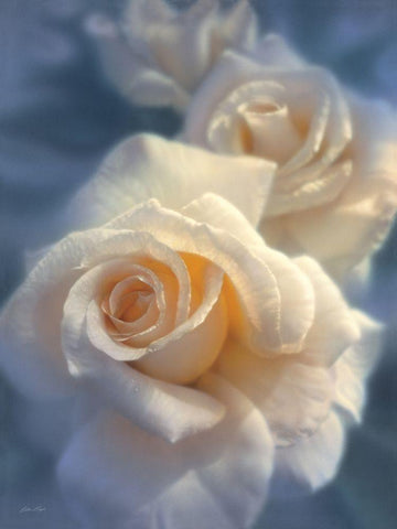White Roses - Unforgettable Black Ornate Wood Framed Art Print with Double Matting by Bogle, Collin