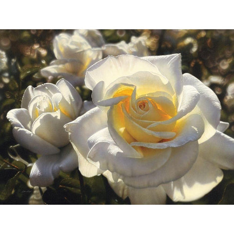 White Roses Gold Ornate Wood Framed Art Print with Double Matting by Bogle, Collin