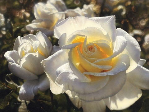 White Roses Black Ornate Wood Framed Art Print with Double Matting by Bogle, Collin