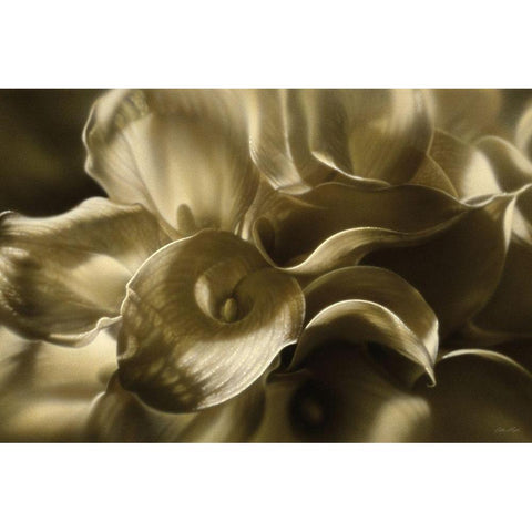 Golden Lilies Black Modern Wood Framed Art Print by Bogle, Collin
