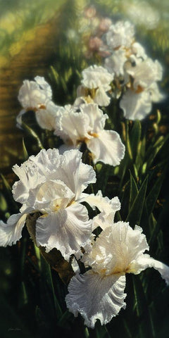 Iris Garden White Modern Wood Framed Art Print with Double Matting by Bogle, Collin