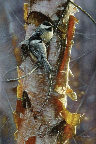 Black-Capped Chickadees - Sunlit Birch White Modern Wood Framed Art Print with Double Matting by Bogle, Collin