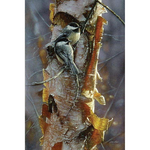 Black-Capped Chickadees - Sunlit Birch Gold Ornate Wood Framed Art Print with Double Matting by Bogle, Collin