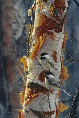 Black-Capped Chickadees - Sunlit Birch II Black Ornate Wood Framed Art Print with Double Matting by Bogle, Collin