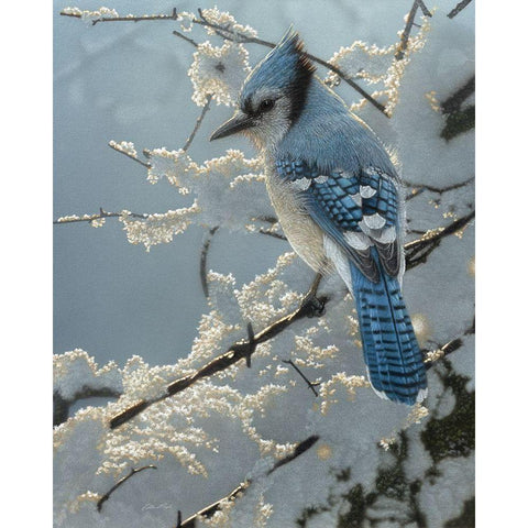 Blue Jay - On the Fence Gold Ornate Wood Framed Art Print with Double Matting by Bogle, Collin