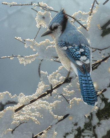 Blue Jay - On the Fence Black Ornate Wood Framed Art Print with Double Matting by Bogle, Collin