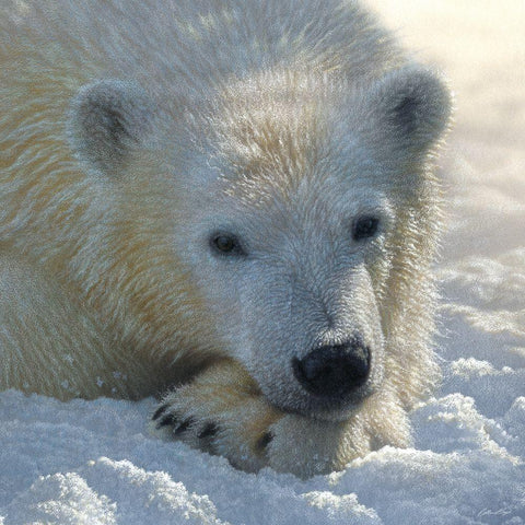 Polar Bear Club Gold Ornate Wood Framed Art Print with Double Matting by Bogle, Collin