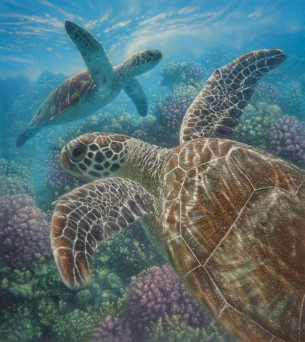 Sea Turtles - Turtle Bay White Modern Wood Framed Art Print with Double Matting by Bogle, Collin