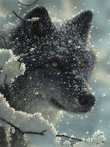 Black Wolf - Black in White White Modern Wood Framed Art Print with Double Matting by Bogle, Collin