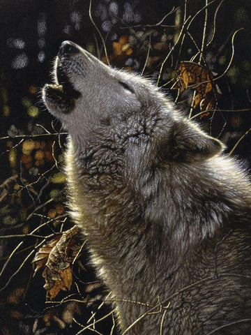 Howling Wolf - Songs of Autumn White Modern Wood Framed Art Print with Double Matting by Bogle, Collin
