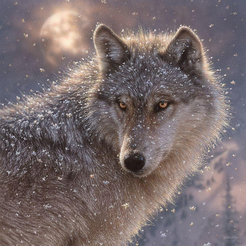 Lone Wolf - Square Gold Ornate Wood Framed Art Print with Double Matting by Bogle, Collin