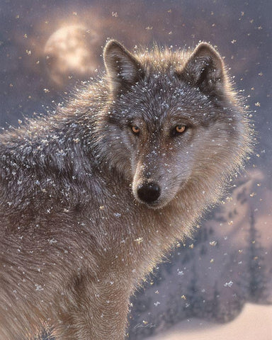 Lone Wolf White Modern Wood Framed Art Print with Double Matting by Bogle, Collin