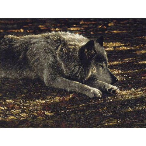 Resting Wolf Gold Ornate Wood Framed Art Print with Double Matting by Bogle, Collin
