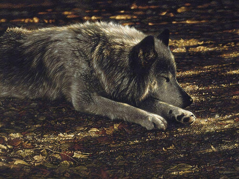 Resting Wolf White Modern Wood Framed Art Print with Double Matting by Bogle, Collin
