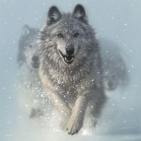 Running Wolves - Snow Plow - Square Gold Ornate Wood Framed Art Print with Double Matting by Bogle, Collin