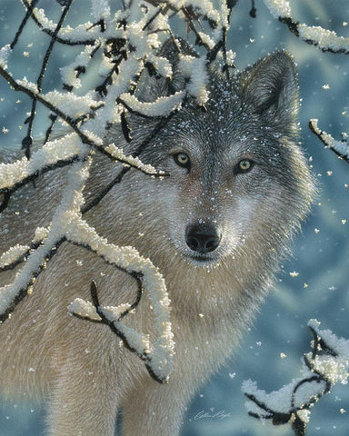 Wolf - Broken Silence White Modern Wood Framed Art Print with Double Matting by Bogle, Collin