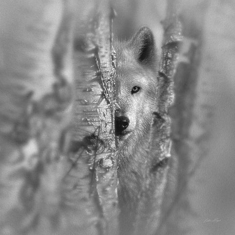Wolf - Focused - BandW Gold Ornate Wood Framed Art Print with Double Matting by Bogle, Collin