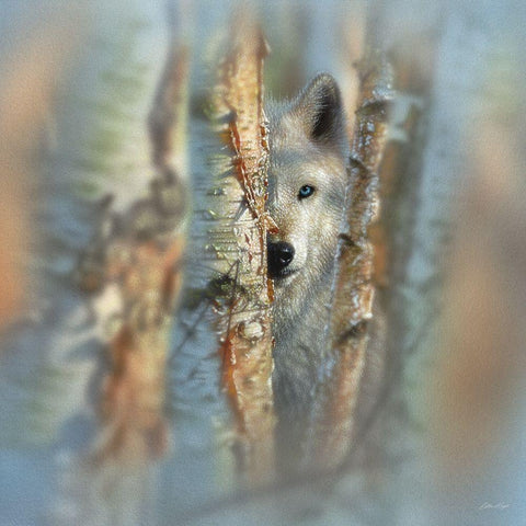 Wolf - Focused Black Modern Wood Framed Art Print by Bogle, Collin