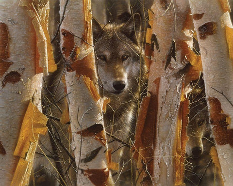 Wolves - The Guardian White Modern Wood Framed Art Print with Double Matting by Bogle, Collin