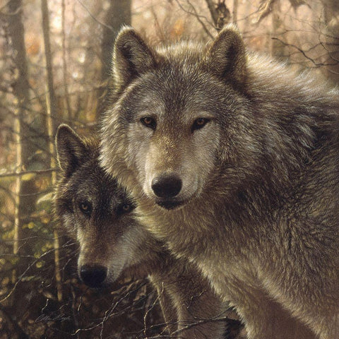 Wolves - Woodland Companions Black Modern Wood Framed Art Print by Bogle, Collin