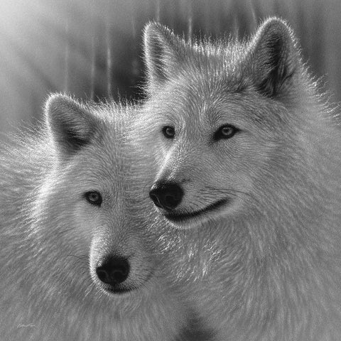 Wolves - Sunlit Soulmates - BandW Black Modern Wood Framed Art Print by Bogle, Collin