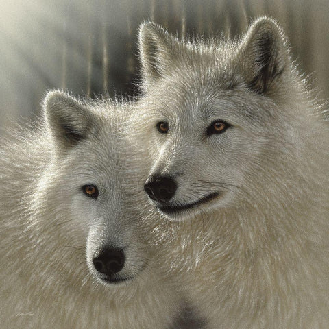 Wolves - Sunlit Soulmates Black Ornate Wood Framed Art Print with Double Matting by Bogle, Collin