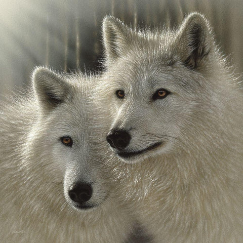 Wolves - Sunlit Soulmates Black Modern Wood Framed Art Print by Bogle, Collin