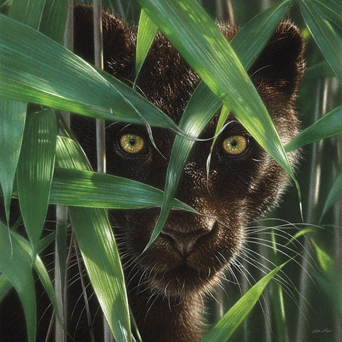 Black Panther - Wild Eyes Black Modern Wood Framed Art Print by Bogle, Collin