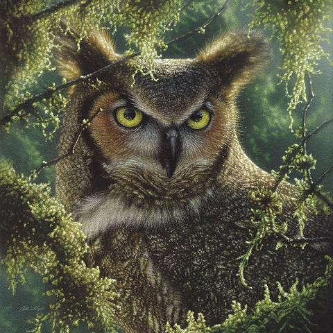 Great Horned Owl - Watching and Waiting Black Ornate Wood Framed Art Print with Double Matting by Bogle, Collin