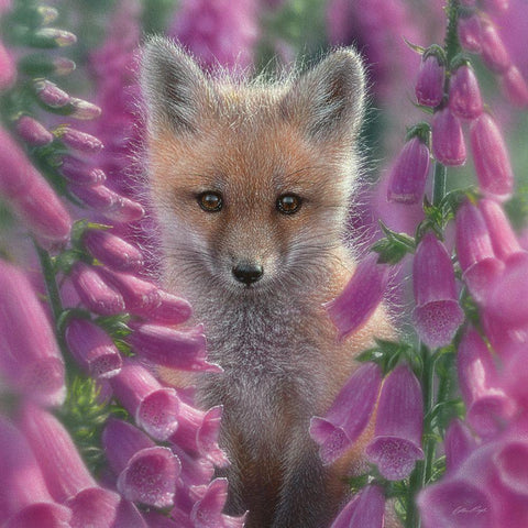 Red Fox - Foxgloves - Square Black Modern Wood Framed Art Print by Bogle, Collin