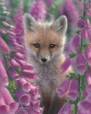 Red Fox - Foxgloves White Modern Wood Framed Art Print with Double Matting by Bogle, Collin