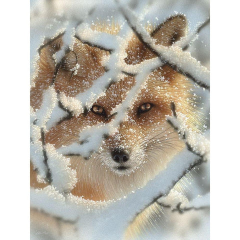 Red Fox - Hide and Seek Black Modern Wood Framed Art Print by Bogle, Collin