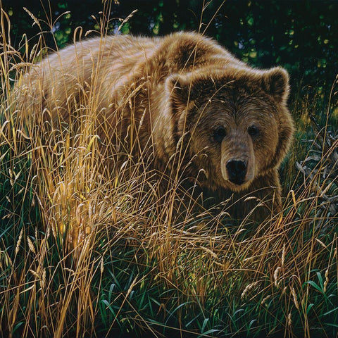 Brown Bear - Crossing Paths Black Modern Wood Framed Art Print by Bogle, Collin