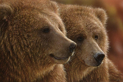 Brown Bears - Lazy Daze Black Ornate Wood Framed Art Print with Double Matting by Bogle, Collin