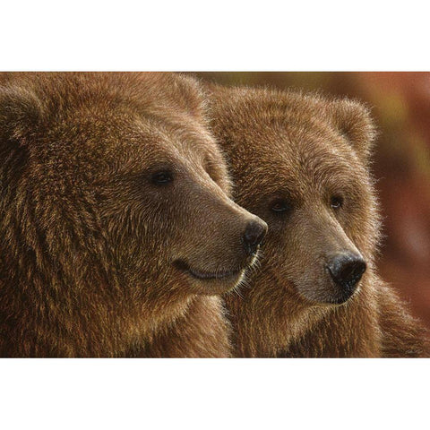 Brown Bears - Lazy Daze Black Modern Wood Framed Art Print by Bogle, Collin