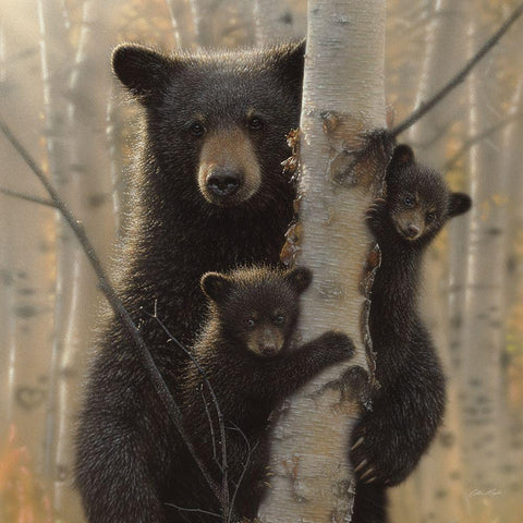Black Bear Mother and Cubs - Mama Bear White Modern Wood Framed Art Print with Double Matting by Bogle, Collin