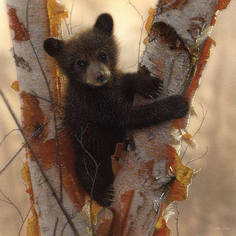 Curious Cub I Black Modern Wood Framed Art Print by Bogle, Collin