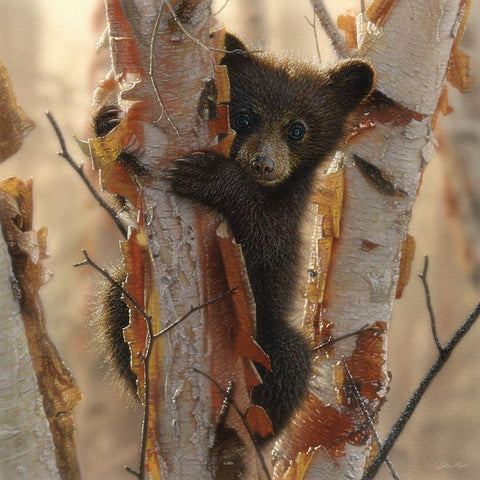 Curious Cub II Black Modern Wood Framed Art Print by Bogle, Collin